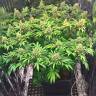 семена сортовой конопли Early Skunk feminised семена сортовой конопли Early Skunk feminised