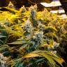 где можно заказать семена конопли Big Bud feminised где можно заказать семена конопли Big Bud feminised