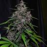 семена конопли недорого Auto LSD feminised семена конопли недорого Auto LSD feminised