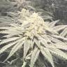 семена конопли курьером Bad Azz Kush feminised Barneys Farm семена конопли курьером Bad Azz Kush feminised Barneys Farm