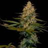 заказ семян конопли Москва Exodus Kush feminised DNA Genetics заказ семян конопли Москва Exodus Kush feminised DNA Genetics