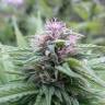 семена конопли Россия Orange Bud regular Dutch Passion Seeds семена конопли Россия Orange Bud regular Dutch Passion Seeds