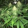 семена сортовой конопли Russian Doll feminised Kannabia Seeds семена сортовой конопли Russian Doll feminised Kannabia Seeds