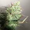 семена конопли скороспелый купить Auto Anubis feminised Pyramid Seeds семена конопли скороспелый купить Auto Anubis feminised Pyramid Seeds
