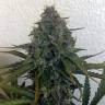 семена индийской конопли Auto Blue Cheese feminised Royal Queen семена индийской конопли Auto Blue Cheese feminised Royal Queen