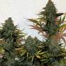 семена конопли интернет магазин Auto Blue Cheese feminised Royal Queen семена конопли интернет магазин Auto Blue Cheese feminised Royal Queen