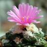 Купить семена кактусов Ariocarpus fissuratus var. hintonii Купить семена кактусов Ariocarpus fissuratus var. hintonii