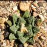 Заказать недорогие семена кактуса Ariocarpus fissuratus var. hintonii Заказать недорогие семена кактуса Ariocarpus fissuratus var. hintonii