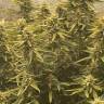 купить семена конопли на сайте Auto Great White Shark regular купить семена конопли на сайте Auto Great White Shark regular