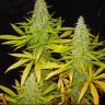 семена конопли купить онлайн Auto Great White Shark regular семена конопли купить онлайн Auto Great White Shark regular