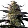 заказ семян конопли Москва Blueberry OG feminised Barneys Farm заказ семян конопли Москва Blueberry OG feminised Barneys Farm