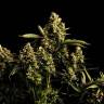 заказ семян конопли Спб Blueberry OG feminised Barneys Farm заказ семян конопли Спб Blueberry OG feminised Barneys Farm