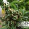 семена конопли курьером Orange Hill Special regular Dutch Passion Seeds семена конопли курьером Orange Hill Special regular Dutch Passion Seeds
