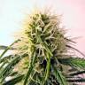 качественные семена конопли Original Berry feminised Kannabia Seeds качественные семена конопли Original Berry feminised Kannabia Seeds