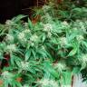 семена конопли недорого Original Berry feminised Kannabia Seeds семена конопли недорого Original Berry feminised Kannabia Seeds