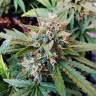 урожайные семена конопли Auto Bubble Kush feminised Royal Queen урожайные семена конопли Auto Bubble Kush feminised Royal Queen