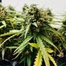 семена конопли в оригинальных упаковках Auto Bubble Kush feminised Royal Queen семена конопли в оригинальных упаковках Auto Bubble Kush feminised Royal Queen
