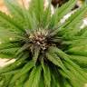 семена конопли в фирменной упаковке Auto Black Cream feminised Sweet Seeds семена конопли в фирменной упаковке Auto Black Cream feminised Sweet Seeds