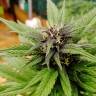 семена конопли интернет магазин Auto Black Cream feminised Sweet Seeds семена конопли интернет магазин Auto Black Cream feminised Sweet Seeds