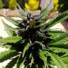 автоцветущие семена конопли Auto Black Cream feminised Sweet Seeds автоцветущие семена конопли Auto Black Cream feminised Sweet Seeds