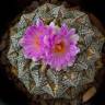 Семена кактуса Ariocarpus fissuratus Семена кактуса Ariocarpus fissuratus