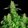 семена конопли индика Chronic feminised семена конопли индика Chronic feminised