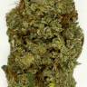 семена конопли индика Auto Sweet Mango regular семена конопли индика Auto Sweet Mango regular