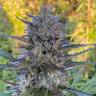 Wembley feminised Ganja Seeds Wembley feminised Ganja Seeds