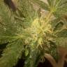 семена конопли автоцвет Auto AK x Somango feminised семена конопли автоцвет Auto AK x Somango feminised