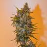 конопля семена сорта заказать Auto Chronic Ryder feminised конопля семена сорта заказать Auto Chronic Ryder feminised