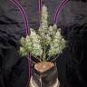 заказать на сайте семена конопли Auto Fast Bud regular заказать на сайте семена конопли Auto Fast Bud regular