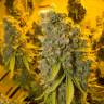 семена культурной конопли купить Blue Gelato 41 feminised Barneys Farm семена культурной конопли купить Blue Gelato 41 feminised Barneys Farm