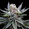 семена конопли для посадки купить Florida Gold feminised DNA Genetics семена конопли для посадки купить Florida Gold feminised DNA Genetics