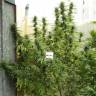 семена конопли в интернете Passion #1 regular Dutch Passion Seeds семена конопли в интернете Passion #1 regular Dutch Passion Seeds