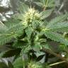 заказ семян конопли семена конопли Россия Pato #1 feminised Kannabia Seeds заказ семян конопли семена конопли Россия Pato #1 feminised Kannabia Seeds