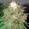 семена конопли наложенным платежом заказ семян конопли Москва Pato #1 feminised Kannabia Seeds семена конопли наложенным платежом заказ семян конопли Москва Pato #1 feminised Kannabia Seeds