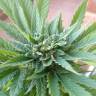 семена конопли в фирменной упаковке Auto Fresh Candy feminised Pyramid Seeds семена конопли в фирменной упаковке Auto Fresh Candy feminised Pyramid Seeds