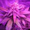семена конопли феминизированные Auto Black Jack feminised Sweet Seeds семена конопли феминизированные Auto Black Jack feminised Sweet Seeds