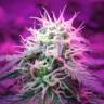 семена сортовой конопли Auto Black Jack feminised Sweet Seeds семена сортовой конопли Auto Black Jack feminised Sweet Seeds