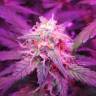 качественные семена конопли Auto Black Jack feminised Sweet Seeds качественные семена конопли Auto Black Jack feminised Sweet Seeds
