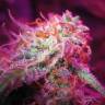 урожайные семена конопли Auto Black Jack feminised Sweet Seeds урожайные семена конопли Auto Black Jack feminised Sweet Seeds