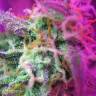 семена конопли в оригинальных упаковках Auto Black Jack feminised Sweet Seeds семена конопли в оригинальных упаковках Auto Black Jack feminised Sweet Seeds