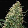 Купить семена конопли Auto Sin Tra Bajo feminised Ganja Seeds Купить семена конопли Auto Sin Tra Bajo feminised Ganja Seeds