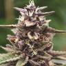 заказать семена конопли на сайте Auto Purple Sunset feminised заказать семена конопли на сайте Auto Purple Sunset feminised