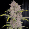 покупка семян конопли Auto Purple Sunset feminised покупка семян конопли Auto Purple Sunset feminised