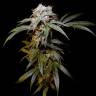 урожайные семена конопли Charyn feminised Bang Seeds урожайные семена конопли Charyn feminised Bang Seeds