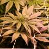 семена конопли марихуаны Chronic Thunder feminised Barneys Farm семена конопли марихуаны Chronic Thunder feminised Barneys Farm
