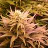 семена конопли курьером Chronic Thunder feminised Barneys Farm семена конопли курьером Chronic Thunder feminised Barneys Farm