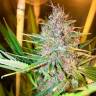 семена конопли Москва Purple Kush feminised Kannabia Seeds семена конопли Москва Purple Kush feminised Kannabia Seeds