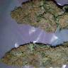 семена конопли курьером Purple Kush feminised Kannabia Seeds семена конопли курьером Purple Kush feminised Kannabia Seeds